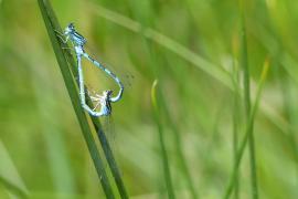 Photo : Romaric Leconte / Agrion de Mercure