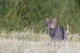 chat