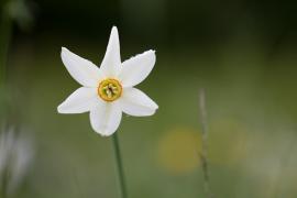 Photo : Olivier Pellerin / Narcisse des poètes