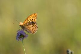 Photo : Olivier Pellerin