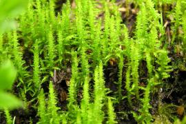 Palustriella commutata