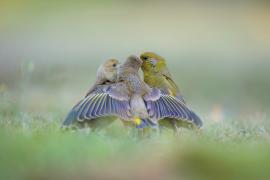 © Pierre-Charles Dugarreau