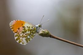 Aurore ©Noa Ertzscheid