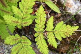 Alain Bigou - Gymnocarpe de Robert