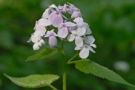 Beat Bäumler - Lunaria redidiva