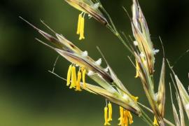 Bromopis erecta ©Liliane Pessotto