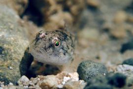 Chabot commun ©Benjamin Pawlica