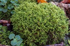 mousse Cratoneuron filicinum