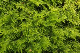 Claire Halpin - mousse Palustriella commutata