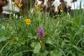 Prairie hygrophile pâturée