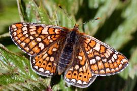 Daniel Morel - Damier de la Succise