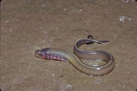 Daniel Sirugue - Lamproie de Planer