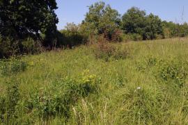 F.Schwaab - Prairie à Molinie