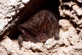 Ludovic Jouve - Barbastelle d'Europe