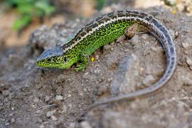 Matthieu Berroneau - Lézard des souches