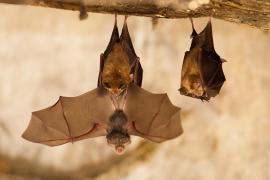 Tanguy Stoeckle - Petit rhinolophe