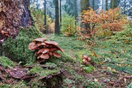Hunsrück-Hochwald National Park