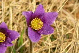 anemone6_2.jpg