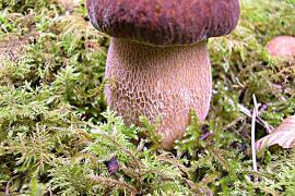 boletus_aestivalis_-_epiceas_avi._anglais_-_02-09-05_1_cpoillotte.jpg
