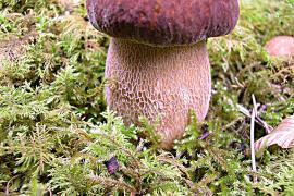 boletus_aestivalis_-_epiceas_avi._anglais_-_02-09-05_1_cpoillotte.jpg