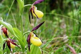 combe_michaut_-_voulaines-les-t_-_27_mai_2006_4_cpoillotte.jpg