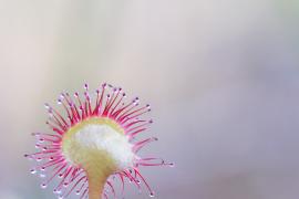 drosera_rotundifolia_colin_pellerin.jpg