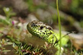 male_de_lezard_des_souches_lacerta_agilis_c_romaric_leconte.jpg