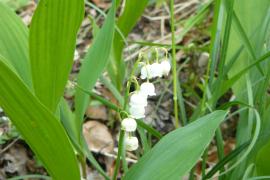 muguet2.jpg