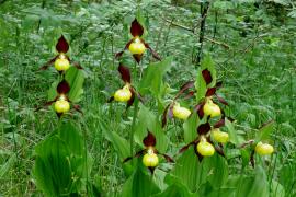 sabot_venus_valclavin_180511cgallemant_5.jpg