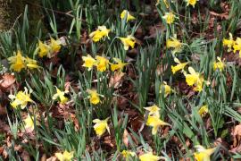 foret_domaniale_de_la_chaume_-_jonquilles_cpoillotte.jpg