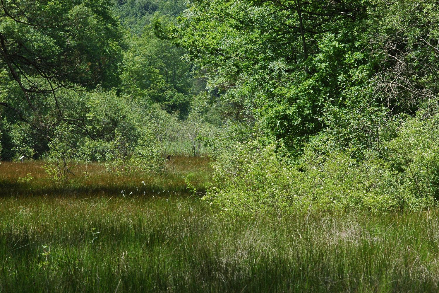 Marais de Chalmessin