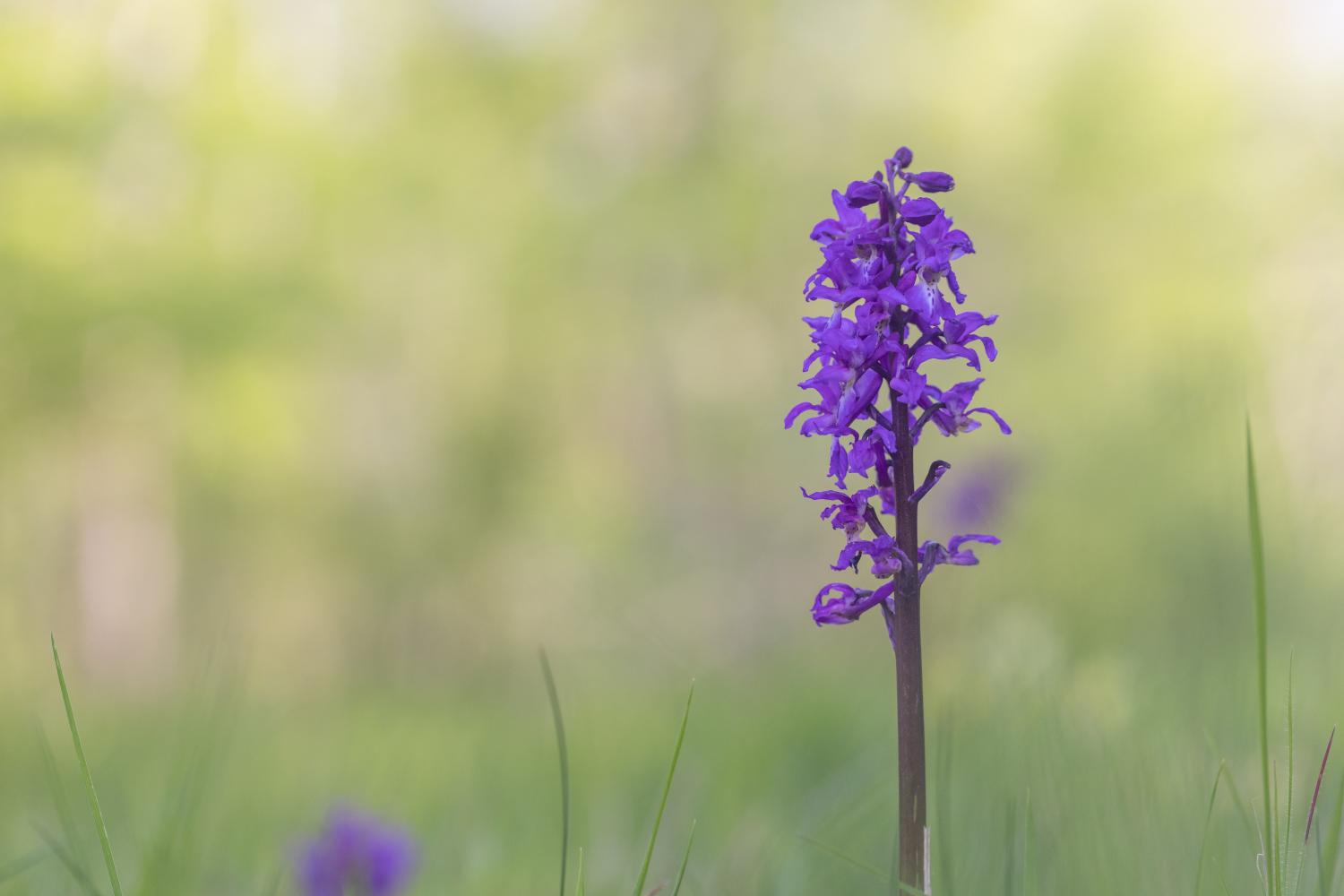 Fleur