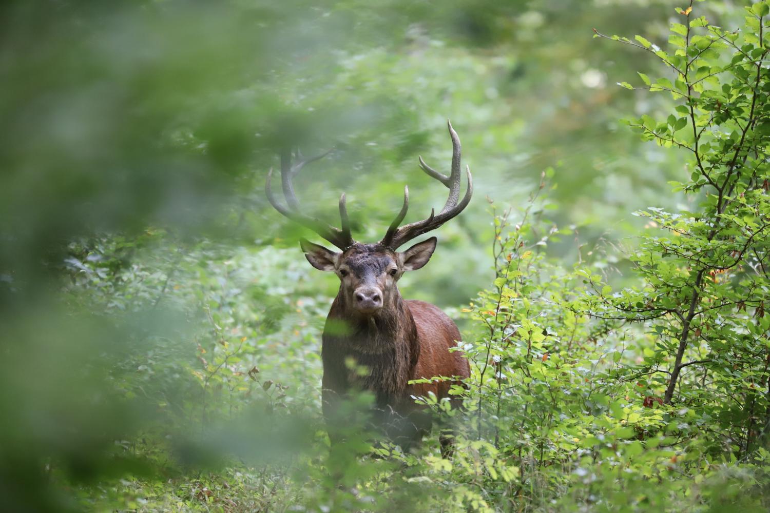 Une 3e zone de quiétude pour la tranquillité du cerf en période de