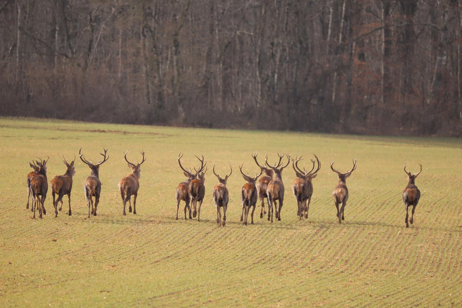 Une 3e zone de quiétude pour la tranquillité du cerf en période de