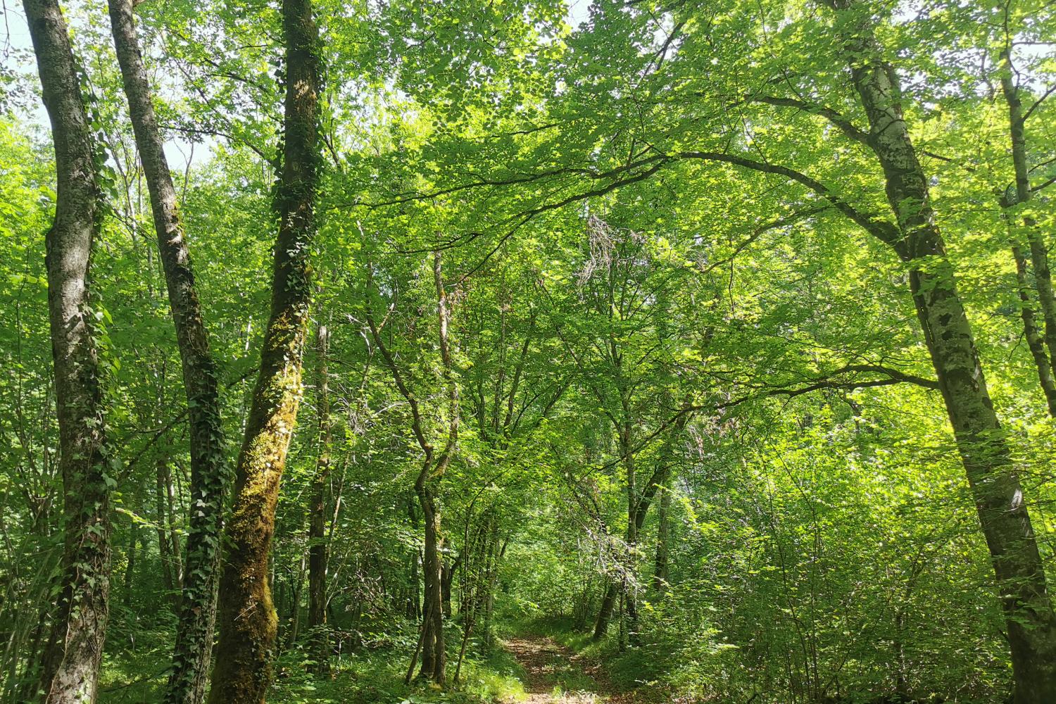 forêt