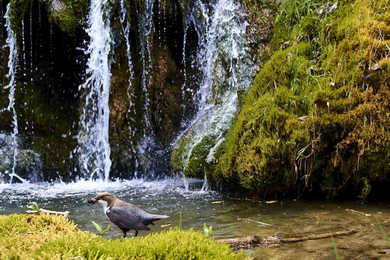 Cincle plongeur ©Benjamin Pawlica