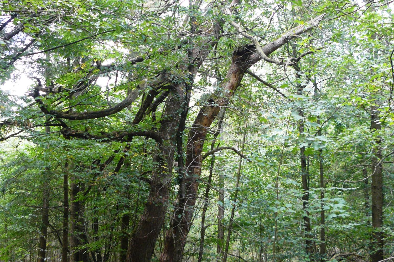 arbre.jpg