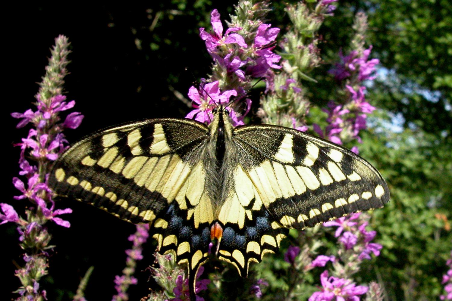 z47_machaon_-_val_charbon_-_21-07-03_4cpoillotte.jpg
