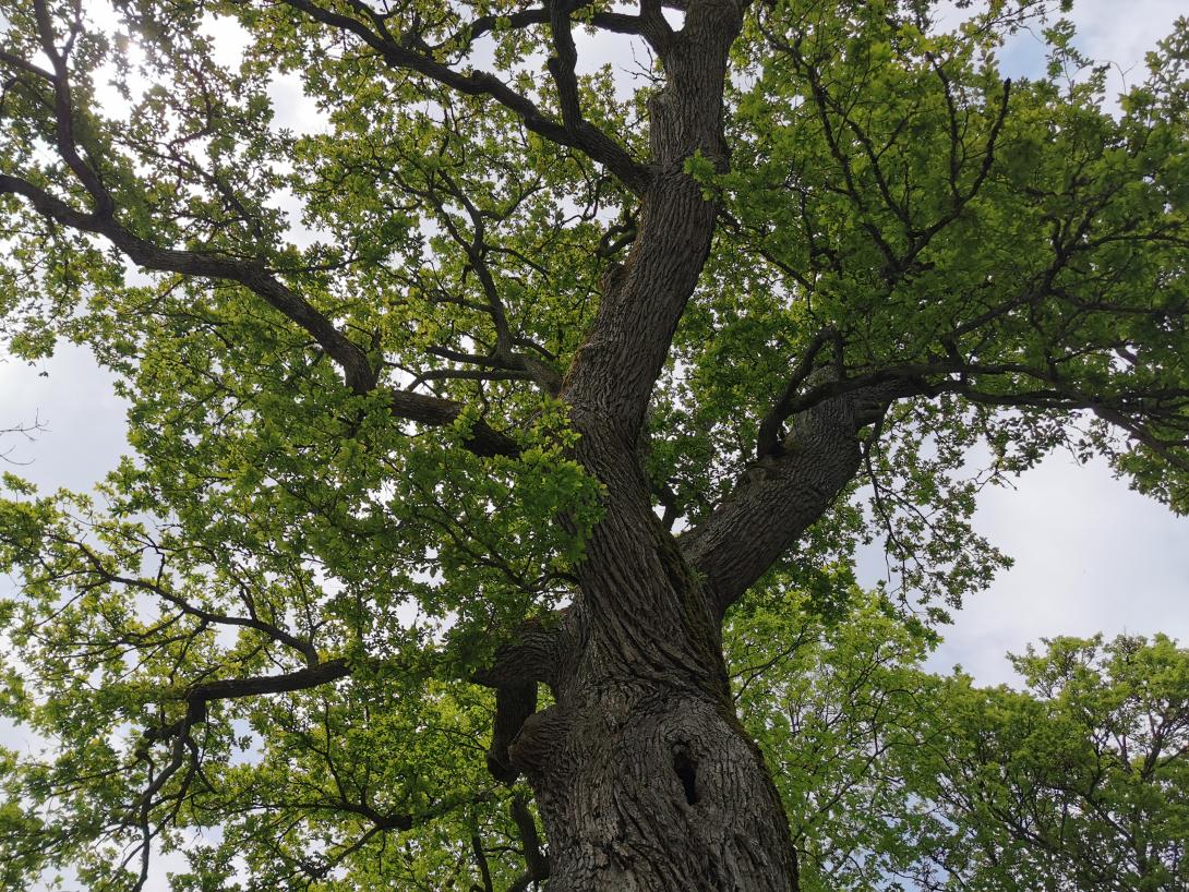 Arbre
