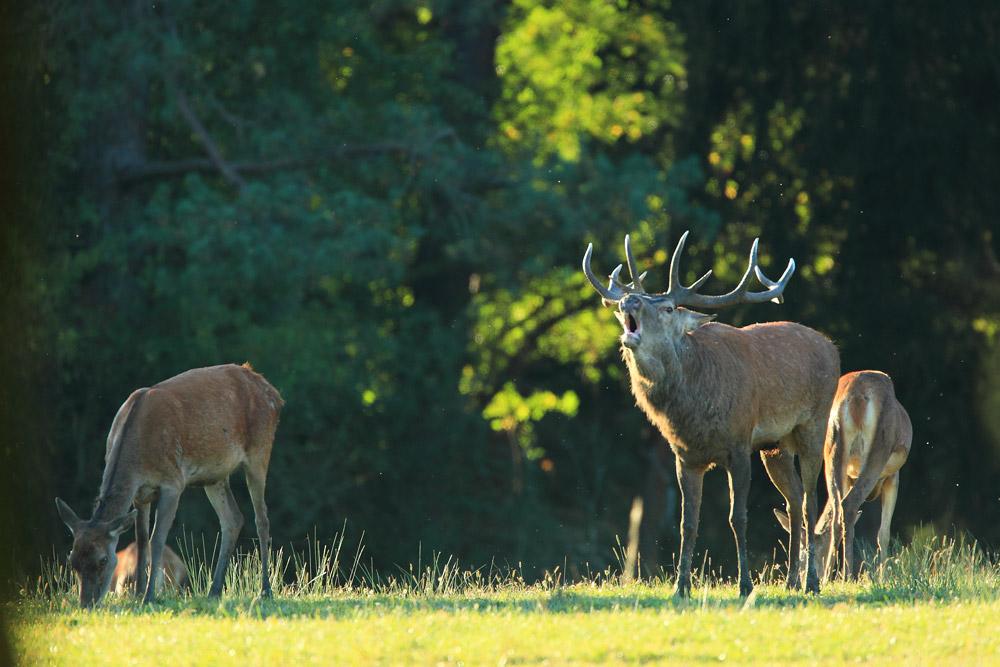 Cerf qui brame