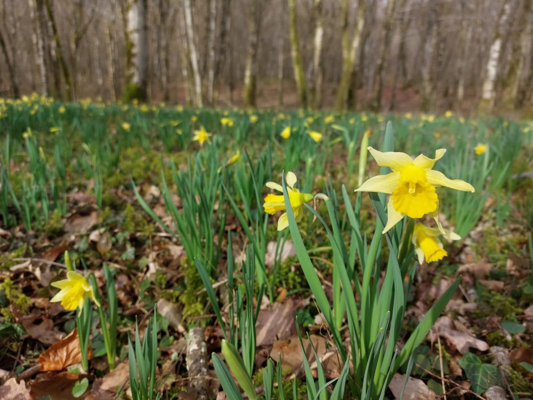 Jonquilles