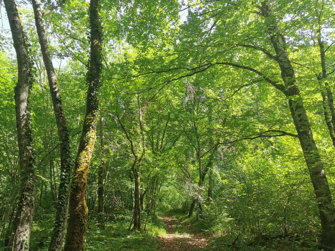 ForĂȘt du Parc national