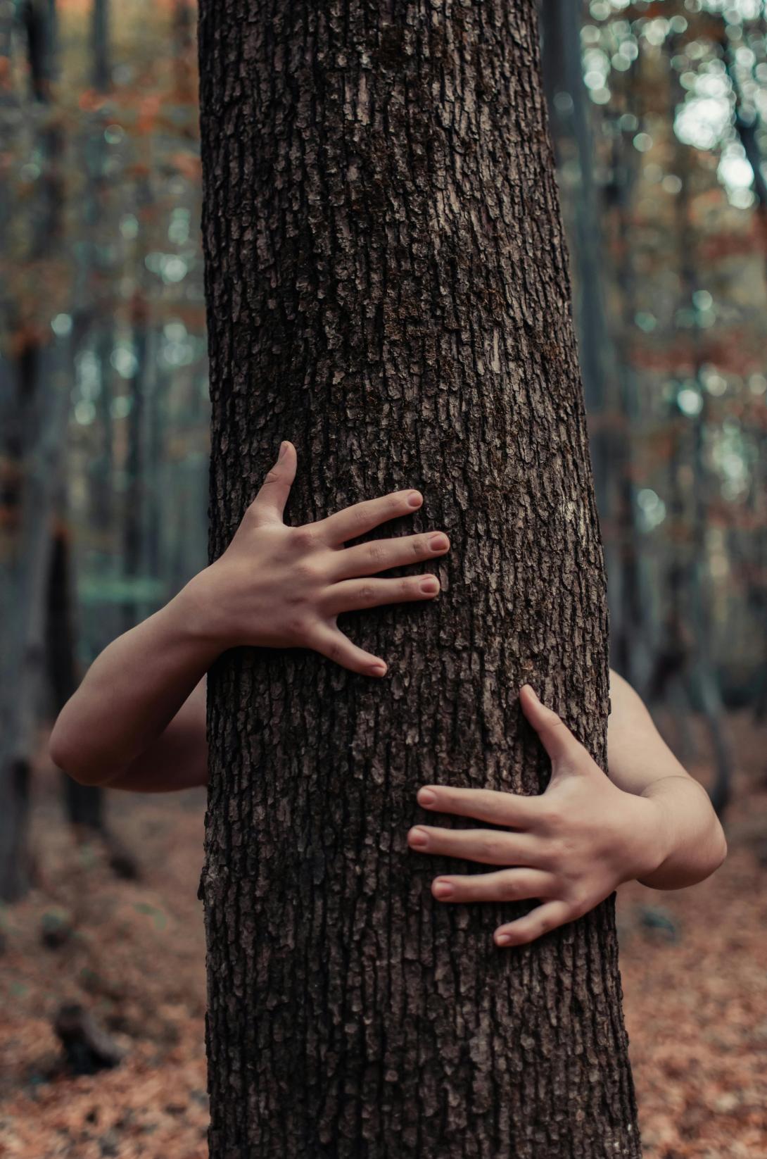 CĂąlin Ă un arbre