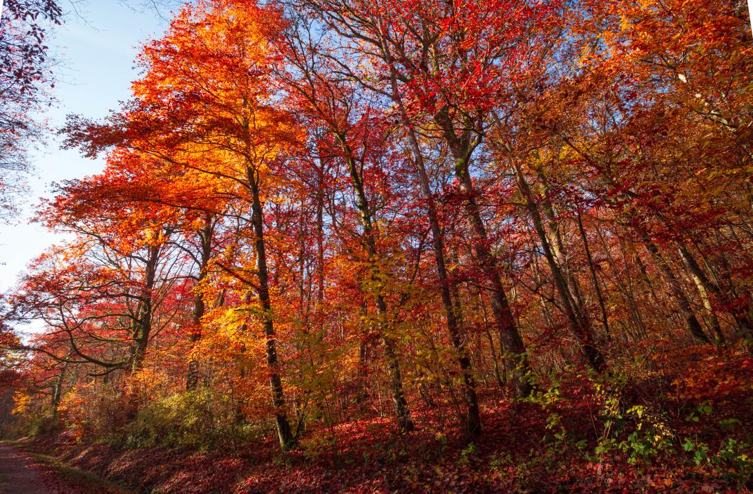 automne