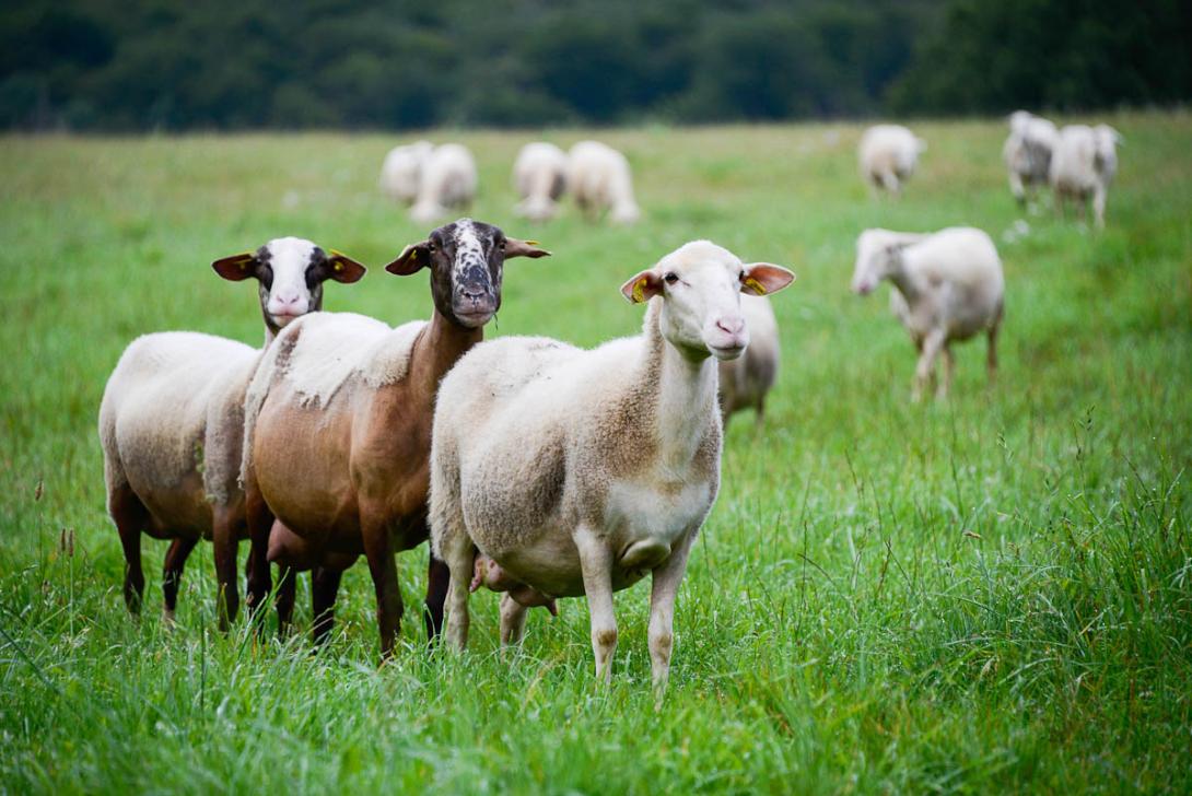 Photo : Céline Lecomte